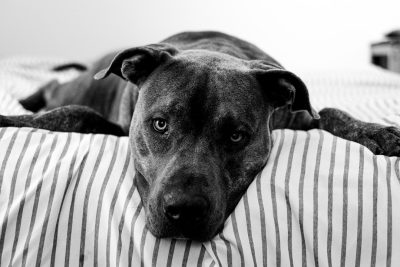 A black and white photo of an American Staffordshire Terrier lying on a striped bed, looking at the camera. The photo was taken with a Sony Alpha A7R IV in the style of a realistic portrait. --ar 128:85