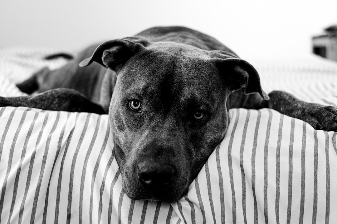 A black and white photo of an American Staffordshire Terrier lying on a striped bed, looking at the camera. The photo was taken with a Sony Alpha A7R IV in the style of a realistic portrait. –ar 128:85