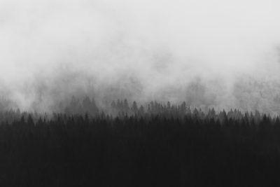 Black and white photo of a foggy forest landscape, simple and minimalistic with a monochrome, dark grey background. High resolution and high quality image with high detail, appearing hyper realistic in the style of cinematic photography. A wide angle shot following the rule of thirds, taken with a Sony Alpha A7 III camera. --ar 128:85