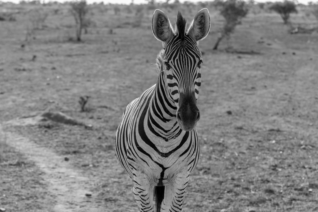 black and white photo of zebra in the African savannah, looking at camera, shot on Sony Alpha A7 IV with a 20mm f/8 lens –ar 128:85