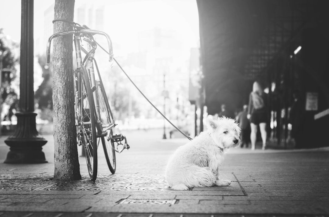 black and white street photography of a west highland terrier sitting on the sidewalk next to a bike with one wheel leaning against a post in front of city hall in the evening, with light rays from above. The photo was taken with a canon D500 at an f/8 aperture setting, resulting in a deep depth of field with sharp focus on the dog’s face and a blurred background. –ar 32:21