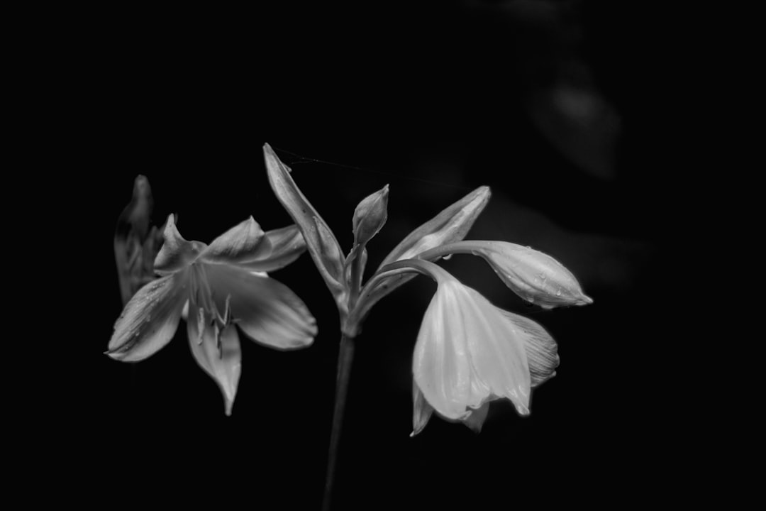 A closeup of two lily-like flowers with petals that resemble delicate wings, set against the stark black background of night. The soft lighting is focused on them, creating an atmosphere reminiscent of high-contrast film noir movies. In the style of black and white. –ar 128:85