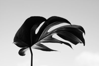 Black and white photography of monstera leaf, botanicals, minimal composition, negative space --ar 128:85