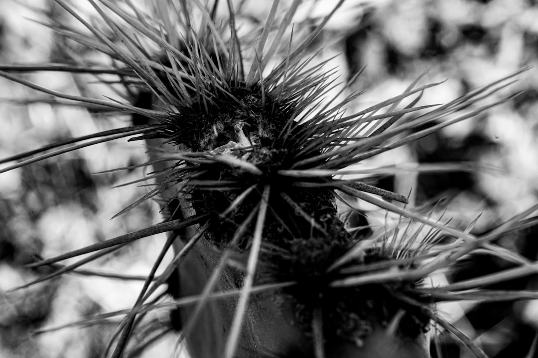 Black and white photo of an angry cactus with thorns, in the style of a close up. –ar 128:85