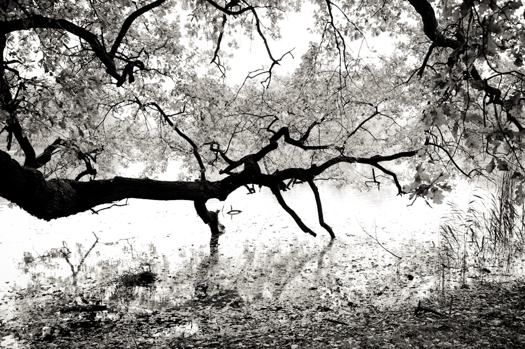 black and white photograph of tree branch hanging over lake, leaves blowing in the wind, large view, high contrast, stark blackandwhite photograph –ar 128:85