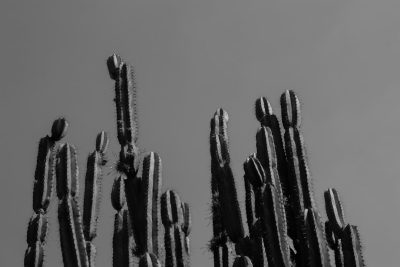 Black and white photograph of tall cacti against the sky, sharp focus on spines, high contrast, minimalist style, taken with a Canon EOS R5 or Nikon Z7 II and a telephoto lens, clear skies, natural light, detailed texture of the cactus thorns. --ar 128:85