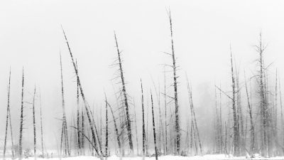 Black and white photography of dead trees in snowy, foggy weather with minimalism and neutral tones. Photographs in the style of neutral tones and minimalism. --ar 16:9