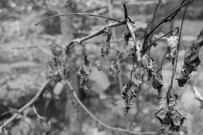Black and white photography of dried up leaves hanging on branches, blurry background. --ar 128:85