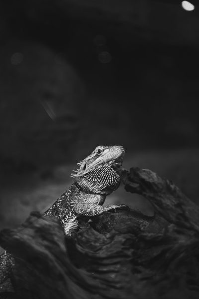Black and white photography of a bearded dragon sitting on a rock in water, in the style of unsplash photography. --ar 85:128