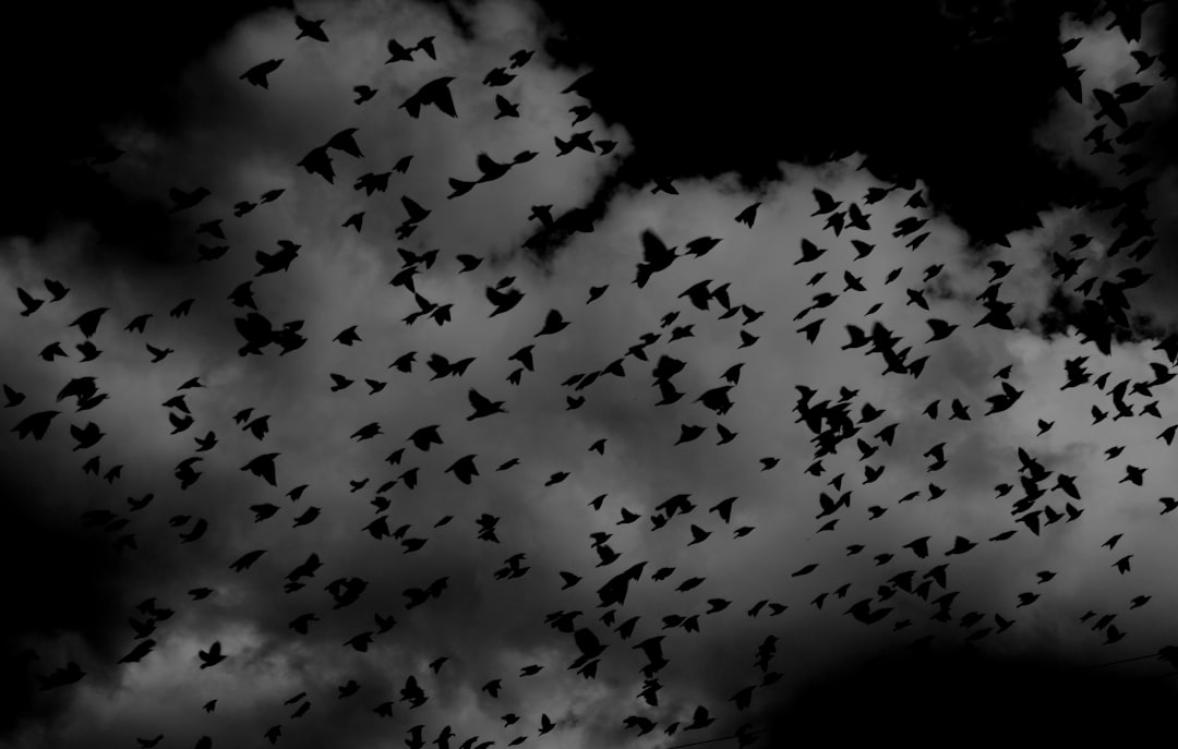 A black and white photo of hundreds of birds flying in the sky, ominous clouds, dark art style in the style of horror, gothic art in the style of, dark background, scary. –ar 128:81