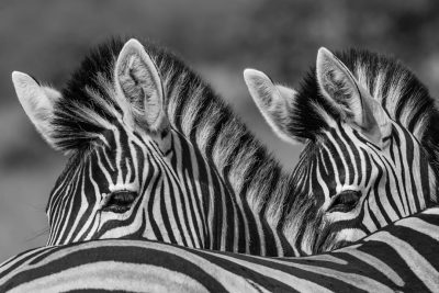 black and white photo of two zebras' backsides, taken in the style of Nikon D850 DSLR --ar 128:85