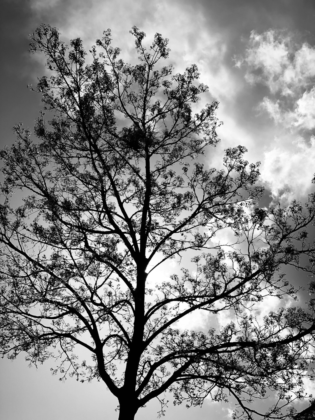 Black and white tree silhouette against a cloudy sky, with branches reaching up into the clouds. The leaves of the tree have detailed textures that give it an organic feel. This scene evokes tranquility in nature’s beauty, in the style of Chinese artist. –ar 3:4