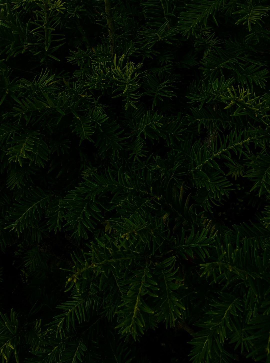 A dark green background with pine tree foliage, seen from above. The photo is taken in the style of an iPhone camera shot. It’s a closeup shot with high resolution and a raw aesthetic. The lighting creates soft shadows that enhance its depth. This image can be used as wallpaper or for graphic design purposes. –ar 95:128