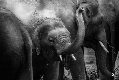 A black and white photograph shows an elephant calf being cared for by its mother, the baby is playing with water droplets while standing between two adult elephants in their natural habitat. The photo captures the moment when one young male asian elephant uses his trunk to playfully lick the calf on the top of its head. Shot using a Fujifilm XT4 with a 50mm lens, the photo has a film grain style. --ar 128:85