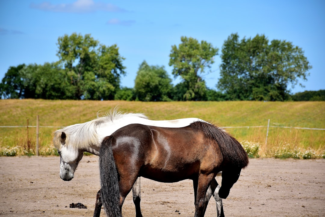 Photo of an old black and white horse with dark brown mane, seen from the back in a summer landscape, with a blue sky, trees in the background, in a grassy field, the photo taken in the style of Canon EOS R5 at F2, ISO800, Shutter speed 3/6, with 4k resolution –ar 128:85