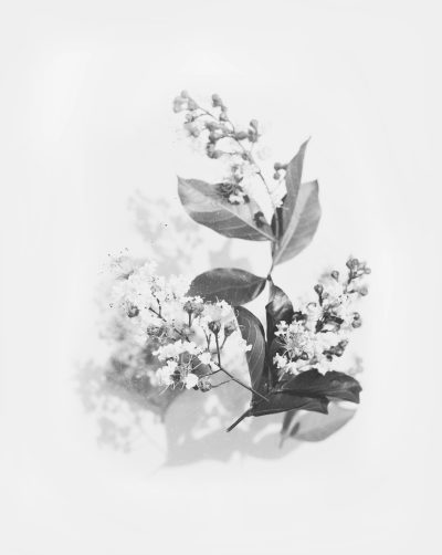 small flowers and leaves, black & white, soft focus, double exposure, delicate, shadowy, minimalistic, white background, monochrome, negative space, high resolution photography, hyper realistic, high contrast, low key --ar 51:64