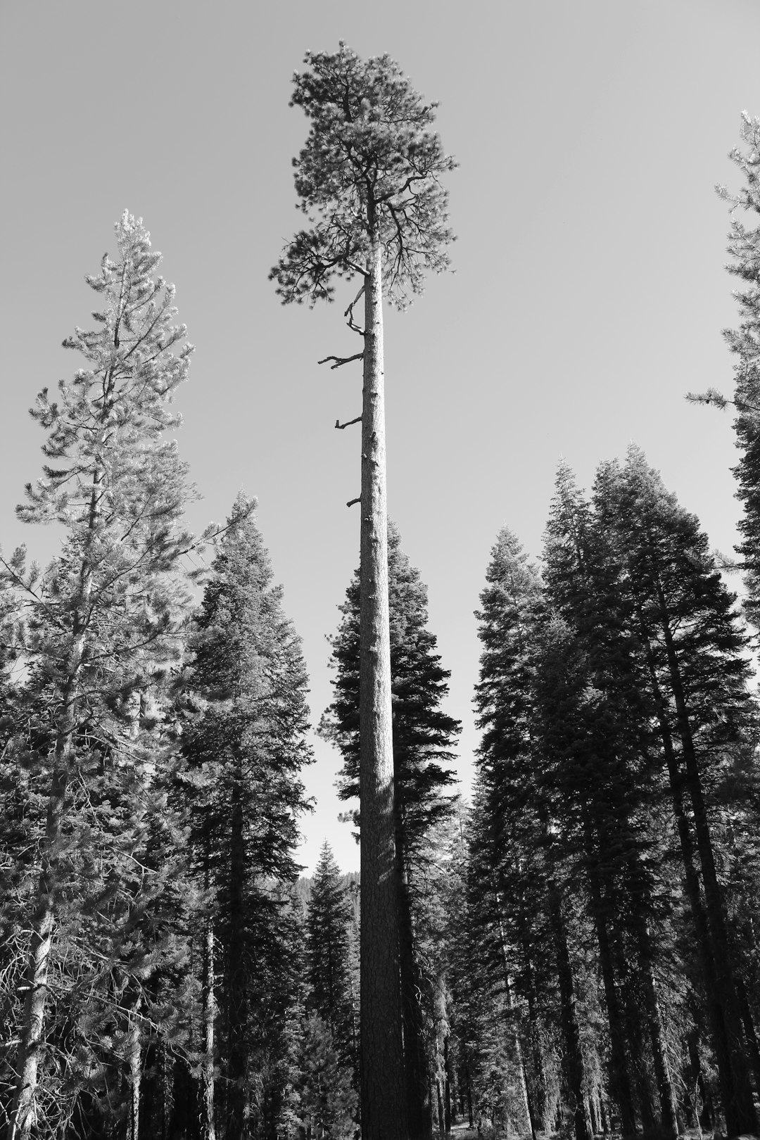 Black and white photo of a tall pine tree in a forest, towering over other trees, with a clear sky. The photo is in the style of a black and white photo. –ar 85:128