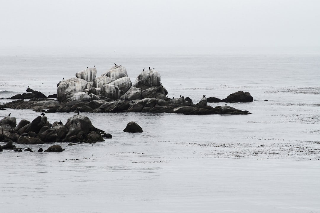 A black and white photograph of rocks in the ocean with birds sitting on them, on a foggy morning at Jamie Morin Island off the coast of Corryon, California. The photograph is in the style of [Ansel Adams](https://goo.gl/search?artist%20Ansel%20Adams). –ar 128:85