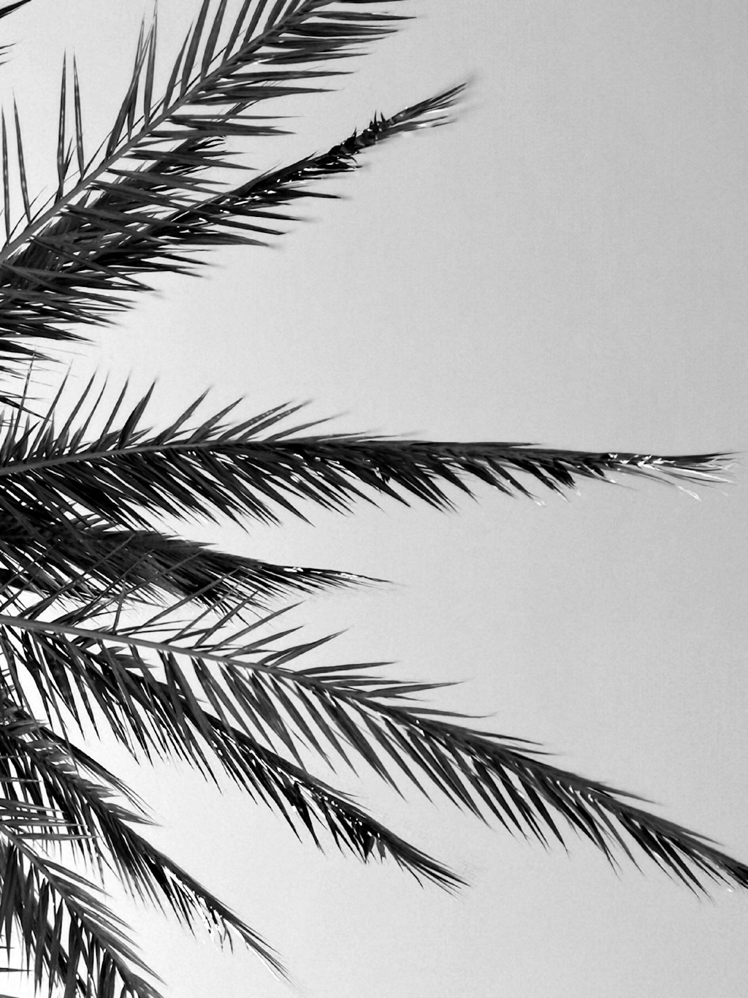 A black and white photo of palm tree leaves against the sky, with a monochromatic background that adds depth to the composition. The focus is on the intricate details in each leaf, creating an abstract pattern. This simple yet powerful visual representation captures the essence of tropical vibes and serene beauty of nature. –ar 3:4