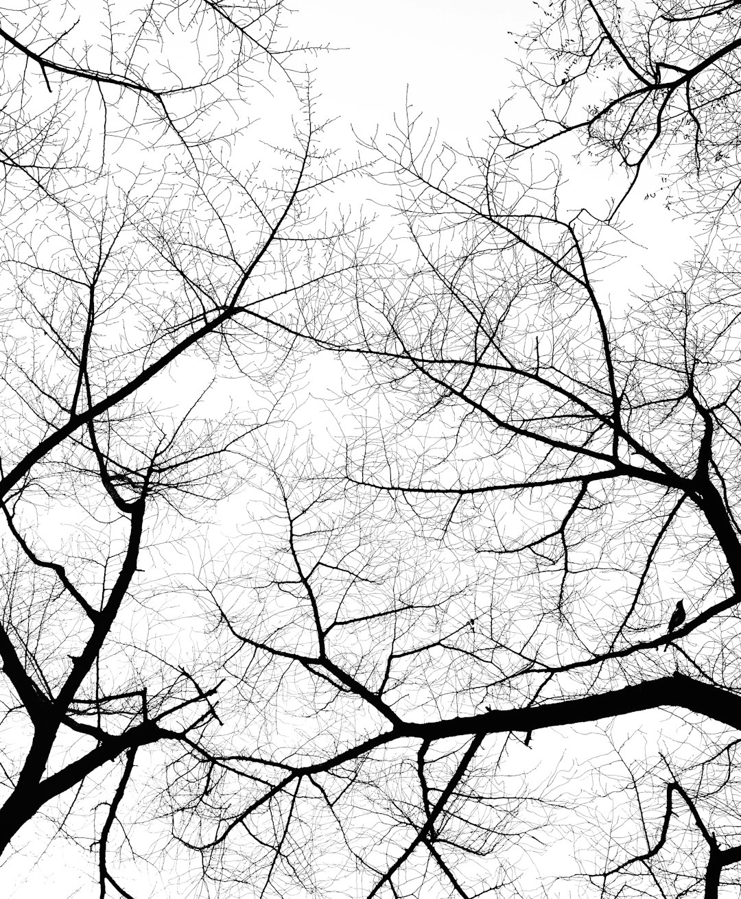 A black and white photograph of tree branches with no leaves, against a pure white background. The composition is from the ground looking up at an angle towards the sky, creating an expansive view that includes many small birds on various branch tips. This scene evokes calmness in me as I take it in, making for a visually striking and serene representation of nature’s beauty. –ar 105:128