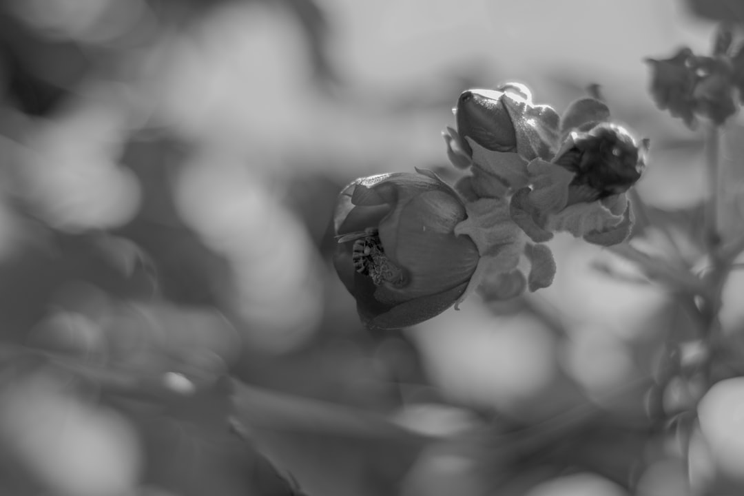 black and white photo of hollyhock, macro shot with bokeh effect and depth of field with a blurry background, in the garden in springtime, a small bee on a flower bud, captured in the style of canon eos r5 –ar 128:85