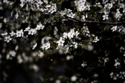 Close up of white blossoms on a tree against a black background, with shadowplay creating areas of dark and light, in the style of photography taken with a Canon EOS Mark III camera. --ar 128:85