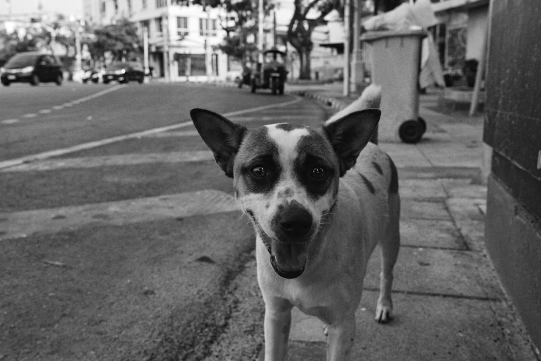 street photography of a white and black dog with ears up standing on the street in Vietnam, shot in the style of Leica M6, grainy film photo –ar 128:85