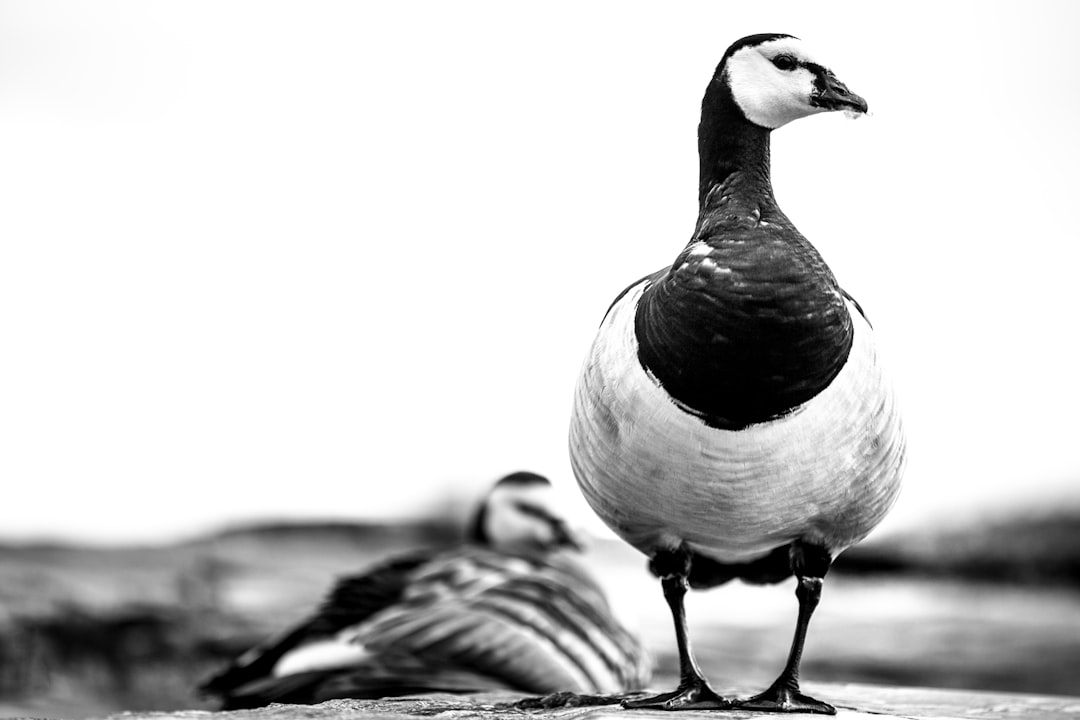 The brown-nosed seagull is standing on the edge of its neck, and next to it stands an American goose with black feathers around its eyes, looking at Billeduornis in profile. Black and white photography, Leica lens, sharp focus, high resolution. –ar 128:85