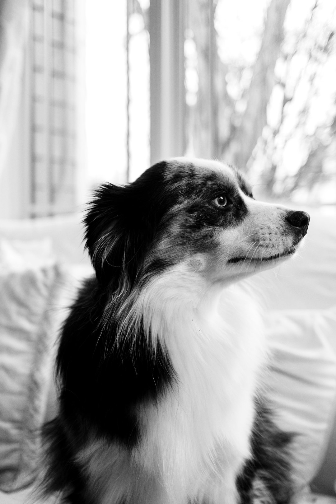 a black and white photo of an Australian Shepherd sitting on the sofa, blurred background, window light, taken with Kodak Portra film stock –ar 85:128