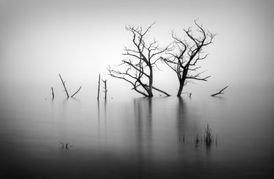 Black and white photography of dead trees in water, minimalism, neutral tones, foggy background, --ar 128:83