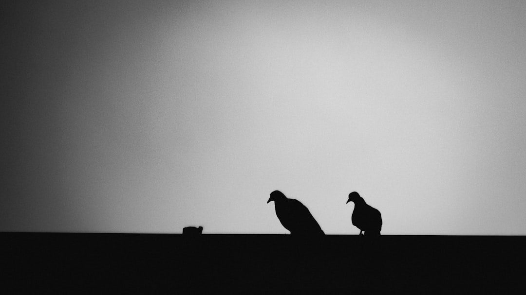 A black and white photo shows two birds perched on the edge against a plain background. The contrast between their silhouettes stands out in light grey tones. A third bird sits below them, adding depth to the composition. Shot with a Leica M6 using Ilford HP5 film. Soft lighting creates gentle shadows around their forms. –ar 16:9