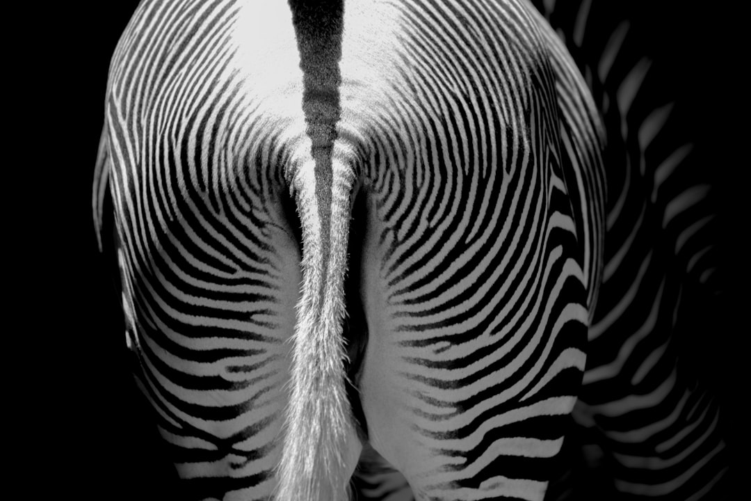 Black and white photography of a zebra, an extreme close up from behind showing the pattern on the tail feathers. –ar 128:85