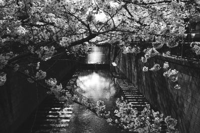 Black and white photography of cherry blossoms along the stone walls in the style of "Tokyo Marta KYSigger", with reflections on water canals. The scene is captured at night under moonlight, creating an atmosphere reminiscent of the photography of [Daido Moriyama](https://goo.gl/search?artist%20Daido%20Moriyama). It features a high angle perspective, adding depth to the composition. --ar 128:85