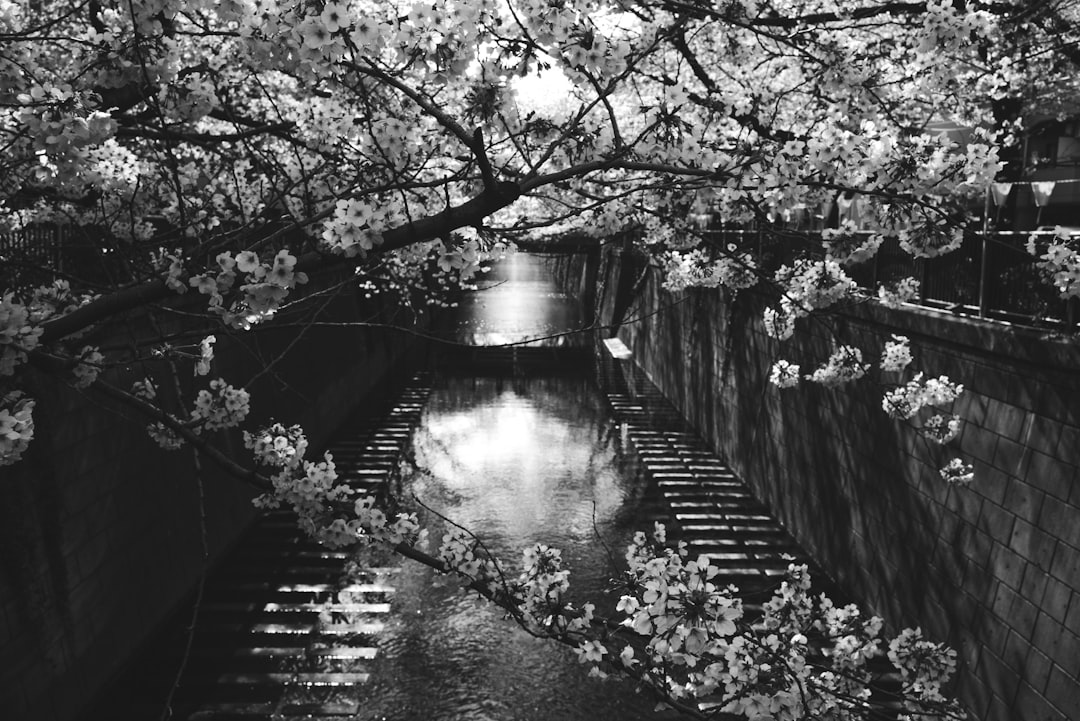 Black and white photography of cherry blossoms along the stone walls in the style of “Tokyo Marta KYSigger”, with reflections on water canals. The scene is captured at night under moonlight, creating an atmosphere reminiscent of the photography of [Daido Moriyama](https://goo.gl/search?artist%20Daido%20Moriyama). It features a high angle perspective, adding depth to the composition. –ar 128:85