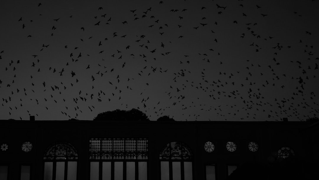 Silhouettes of thousands of birds flying over the palace, bird silhouettes against the dark sky, a night scene, black and white photography, cinematic, high definition, high resolution in the style of hd. –ar 16:9