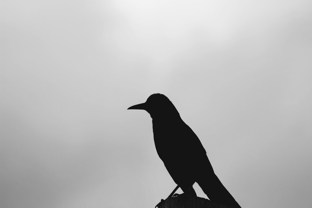 A black and white silhouette of a crow against the sky, with its head turned to face left. The bird is perched on top of a wooden post in front of a light grey background. There are no other objects or elements around it except for the sky behind it. The overall mood should be calm and serene, focusing attention only on the figure of the crow. –ar 128:85