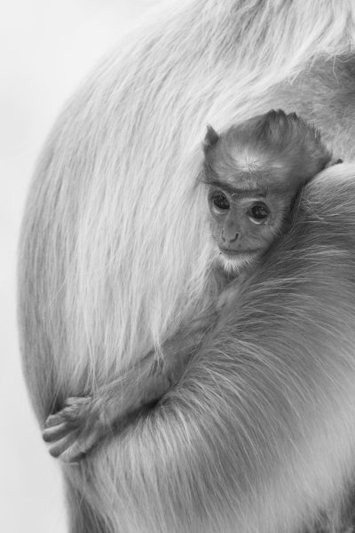 black and white photograph of baby monkey riding on the back, furry body of his mother, white background, macro photography, high resolution, award winning photo, national geographic photography, canon eos mark IV --ar 85:128