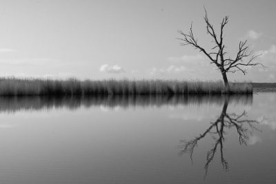 Black and white photography of an empty tree standing in the middle, surrounded by water with reeds on one side. The reflection is visible on the calm waters. A vast landscape stretches out beyond. In the style of black & white photography. --ar 128:85