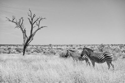 Black and white photography of two zebras in the savannah, standing next to each other near an empty tree on short grass, surrounded by tall dry vegetation. The animals look towards their right side, captured from behind them. This scene conveys a sense of calmness and solitude with the vast landscape as backdrop. --ar 128:85