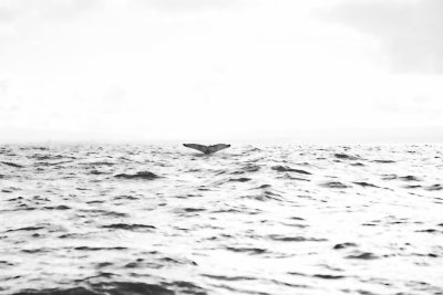 black and white photo of the tail fin of humpback whale in ocean, wide shot, high resolution photography, minimalist style, cloudy day, by [Rinko Kawauchi](https://goo.gl/search?artist%20Rinko%20Kawauchi), high contrast, neutral tones, analog film grain, fujifilm XT40 --ar 128:85