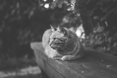 black and white photo of an obese cat sitting on a bench, blurry background, in the style of unsplash photography --ar 128:85