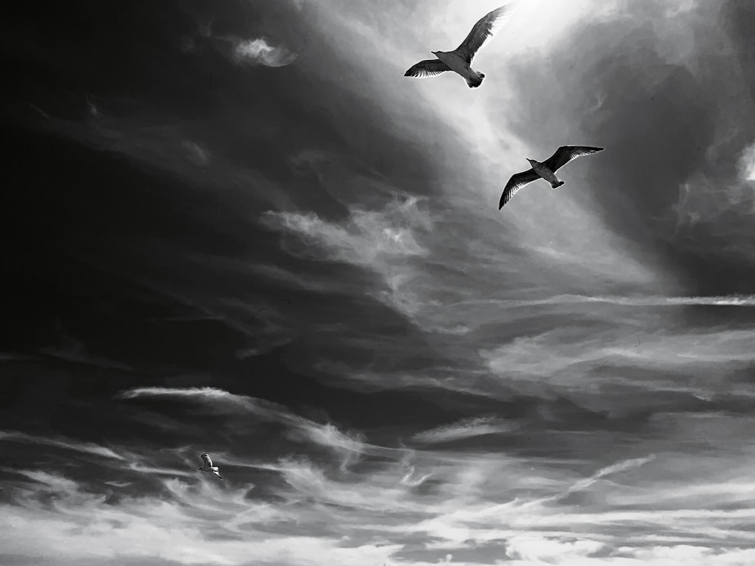 A black and white photograph of two birds flying in the sky, with dark clouds below them. The photograph has a high contrast, atmospheric perspective, and dynamic lighting, in the style of [Alex Alemany](https://goo.gl/search?artist%20Alex%20Alemany). –ar 4:3