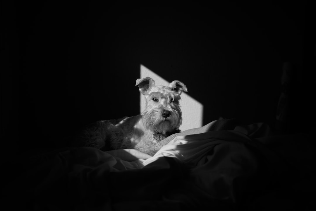 Black and white photography of a Miniature Schnauzer in bed, with sunrays and shadowplay creating a minimalistic background in a cozy bedroom. The photograph is in the style of shadowplay and minimalism. –ar 128:85