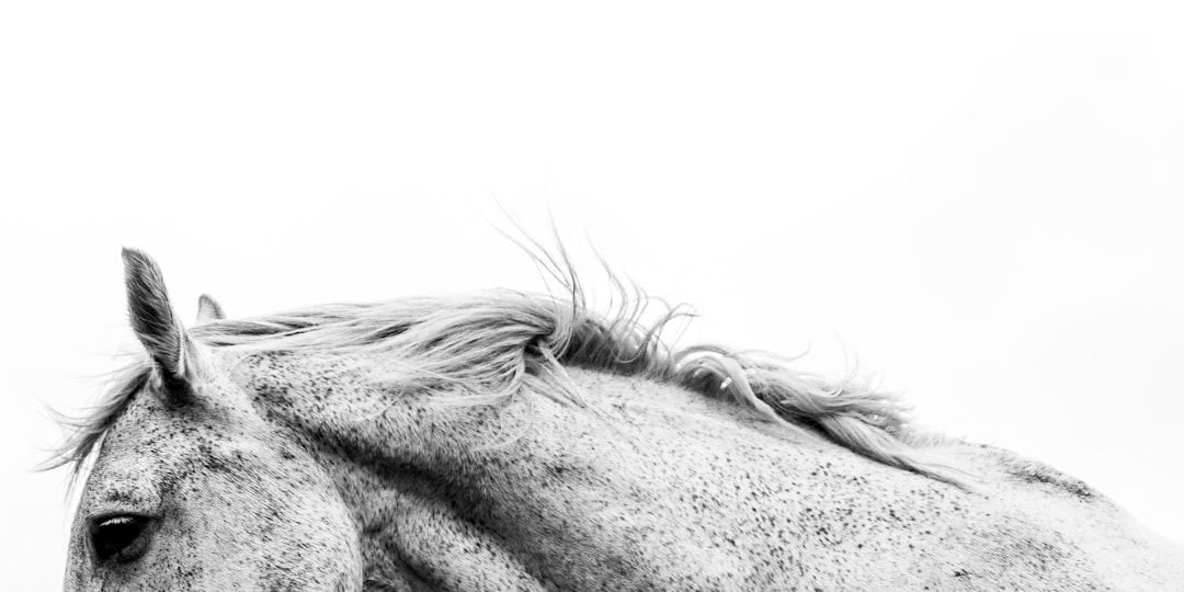 Close up of horse head, white background, high key studio light, fine art photography, black and white photography, minimalist photography, photorealistic, clean sharp focus. –ar 2:1