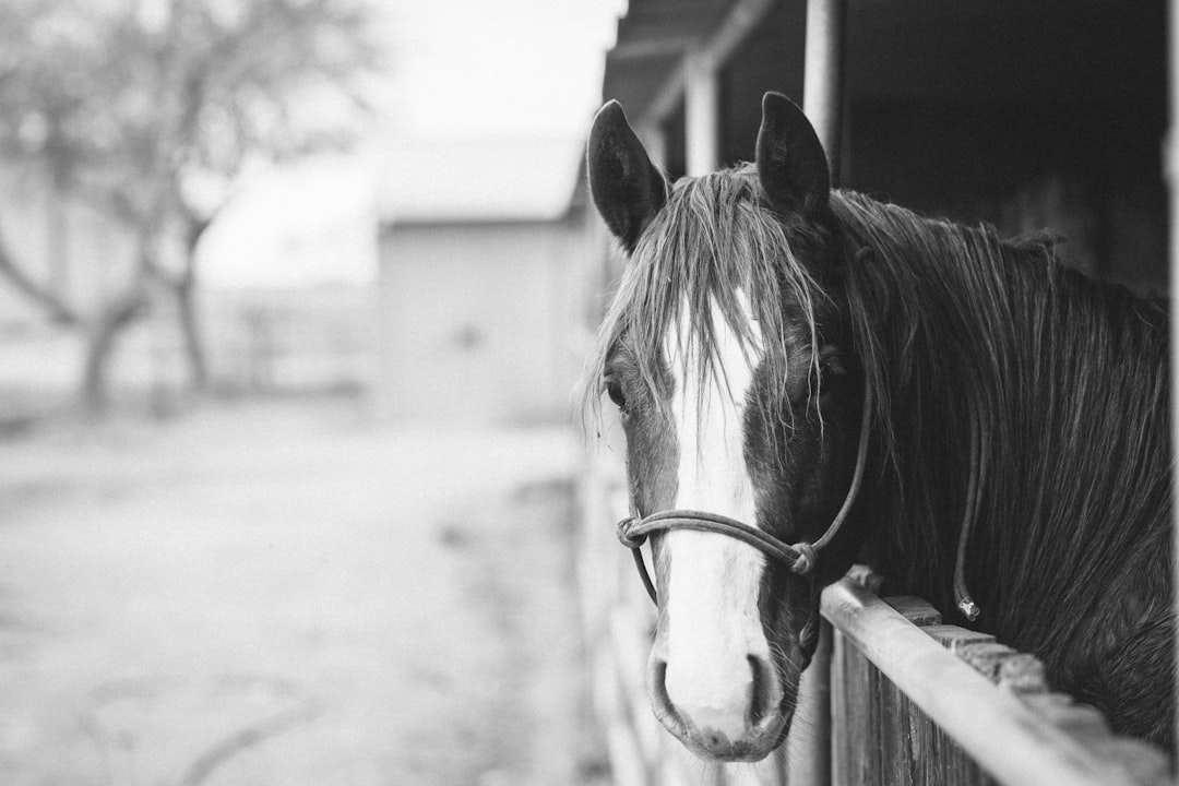 Black and white photo of a horse in a stable, taken with Kodak Portra film and grainy style. –ar 128:85