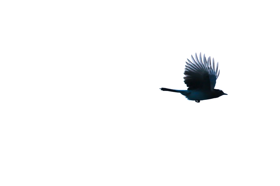 Blue magpie flying, silhouette photography in the style of minimalist style, simple design, pure color tones against a pure white background, no shadows on the ground, clear and sharp focus, high resolution image. –ar 128:85