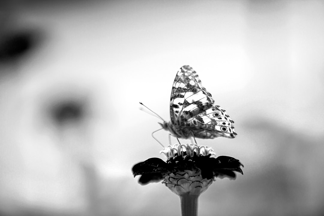 A black and white photo of a butterfly on a flower, with a blurry background and high contrast, taken with a Nikon D850 DSLR camera and an aperture in the style of blury natural light. –ar 128:85