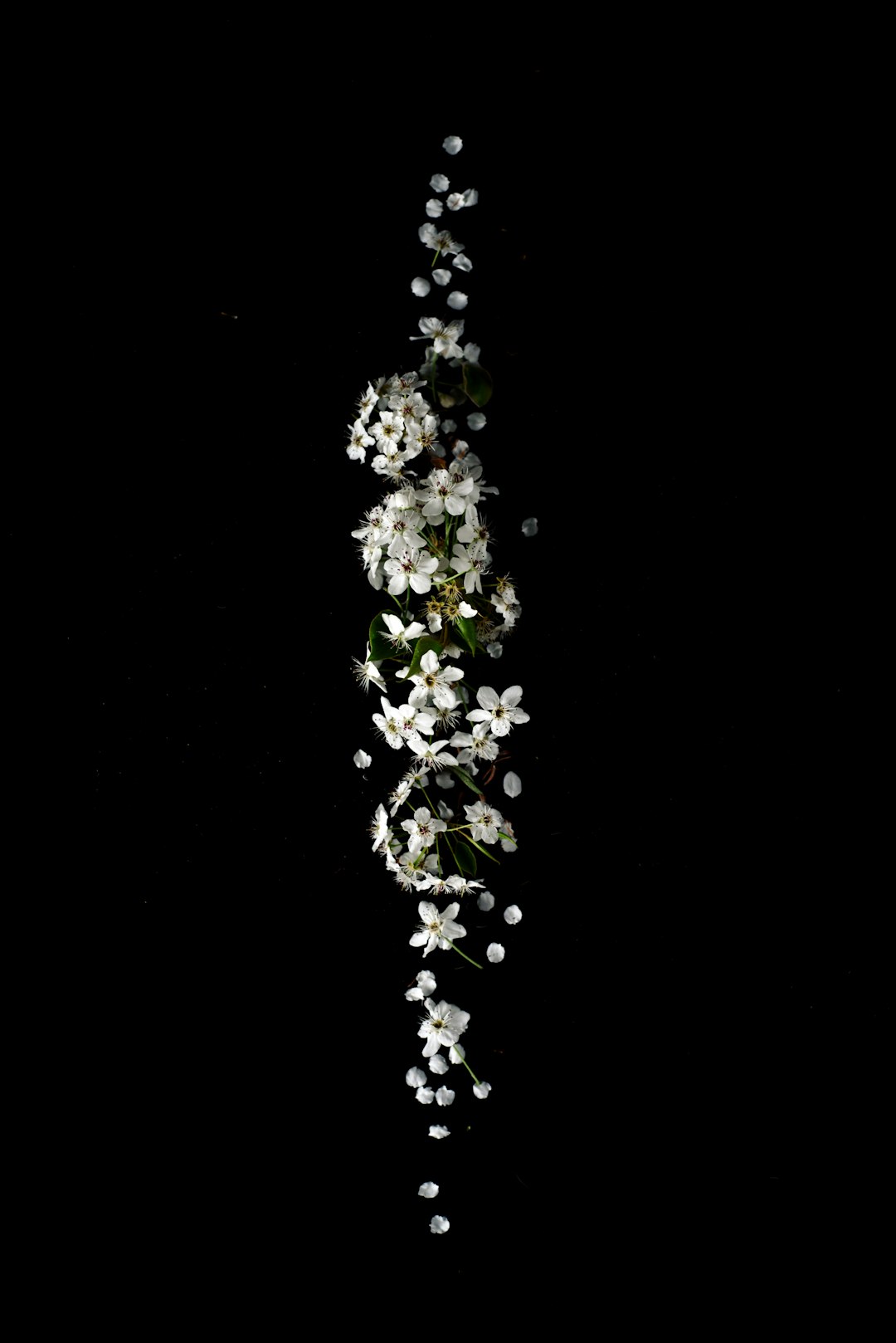 A vertical line of tiny white flowers floating in the air on a black background, in a studio photography setting with a minimalist composition shot in the style of photorealism with a Canon EOS R5 camera. –ar 85:128