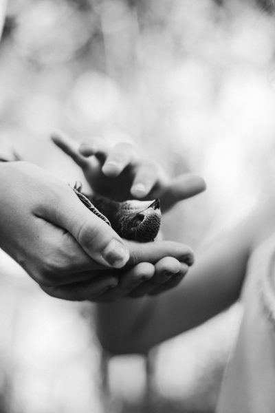 A small bird in the palm of two hands, black and white photography, grainy film, shallow depth of field, soft focus, natural lighting, warm tones, capturing a candid moment, an emotional connection between a human hand holding a little sparrow bird, a serene forest background creating a peaceful atmosphere. --ar 85:128