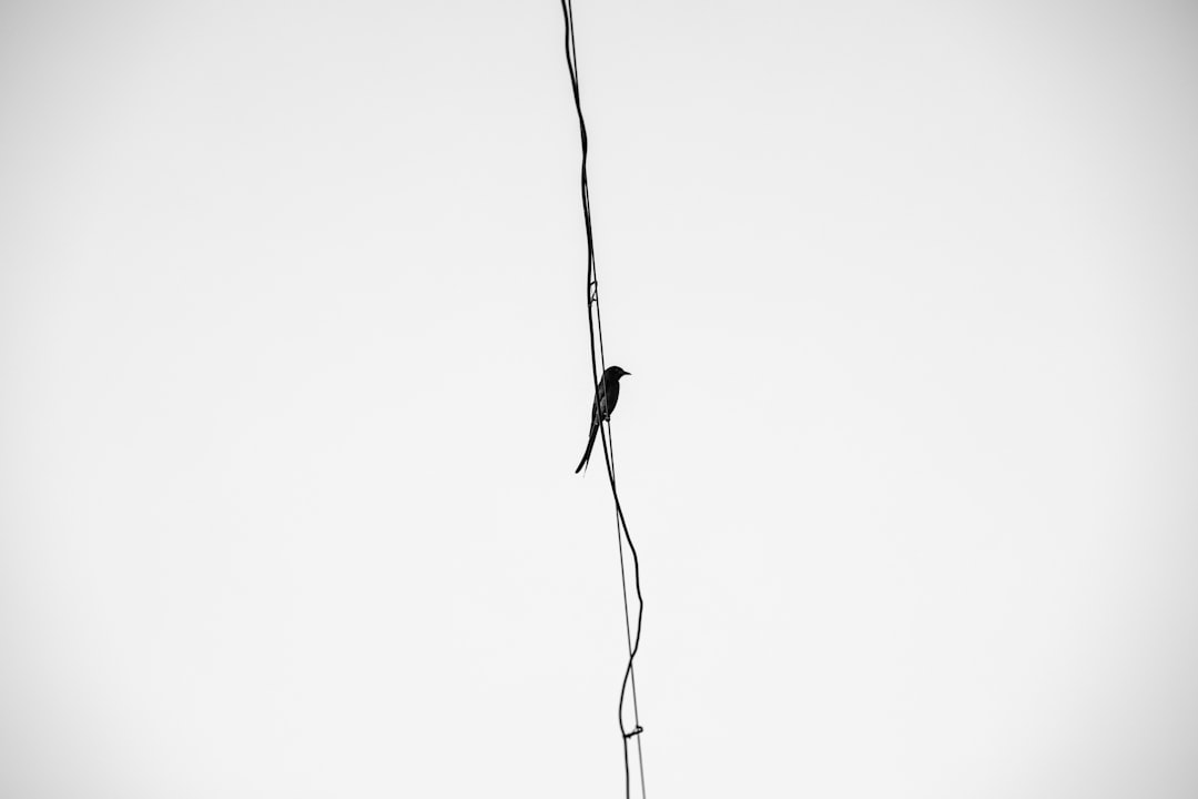 minimalist black and white photography of bird on telephone wire, high contrast, white background, simple, elegant –ar 128:85